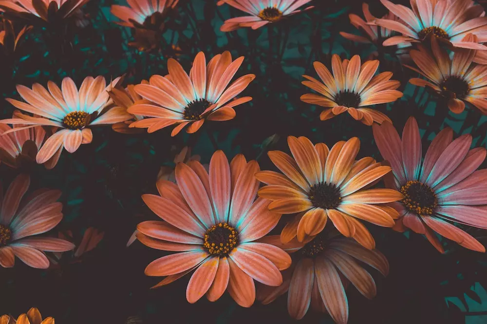 Uzgoj i prodaja cvijeća Varaždin, Hrvatska