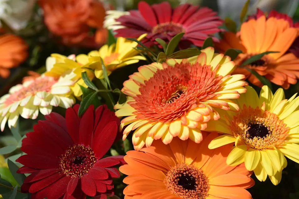 Uzgoj i prodaja cvijeća Ludbreg, Hrvatska