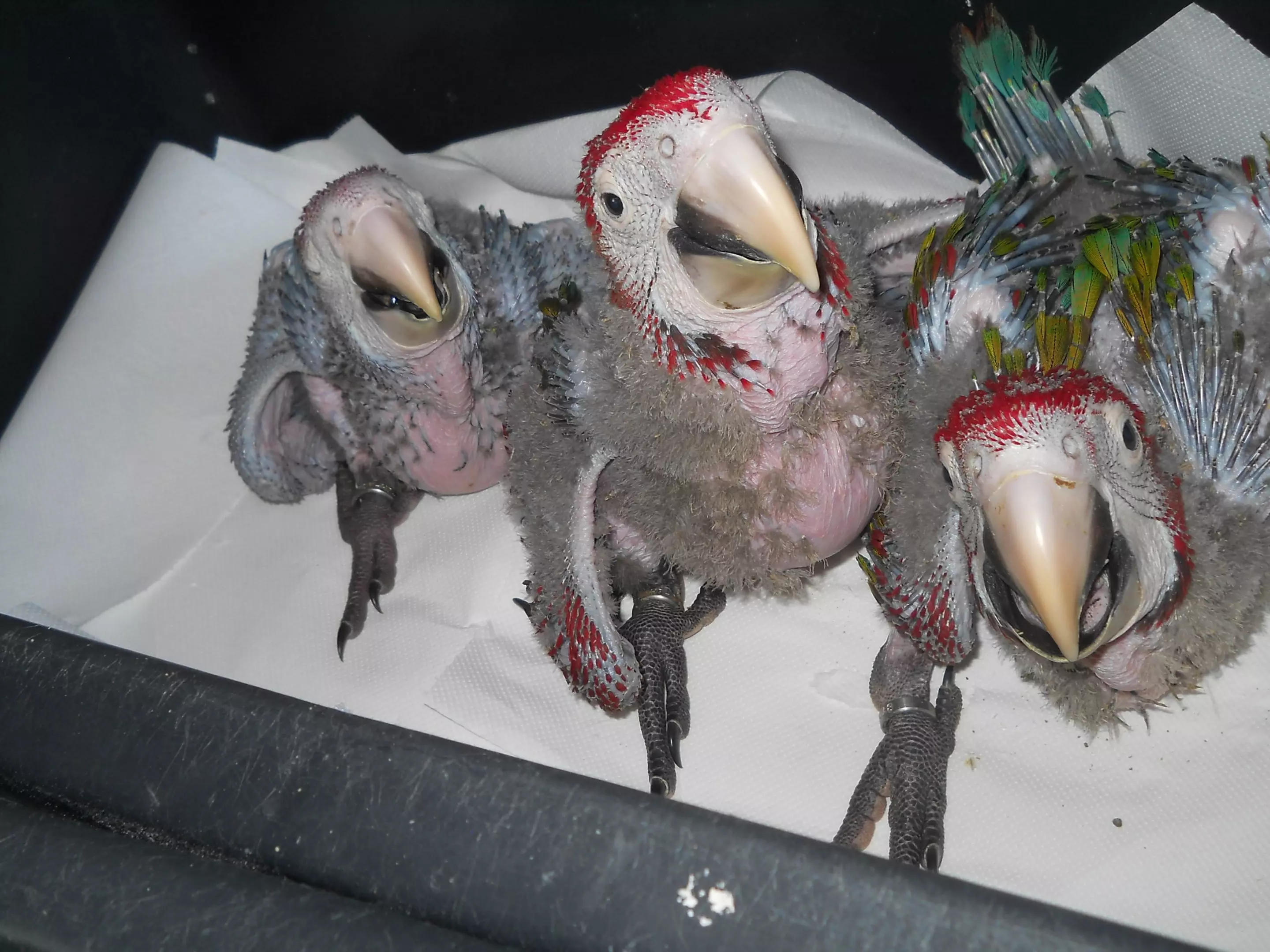 Uzgojiprodajaegzotičnihživotinja,Hrvatska