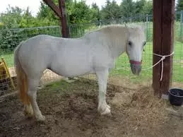 Uzgojiprodajakonja,hrvatskiposavac,Hrvatska1