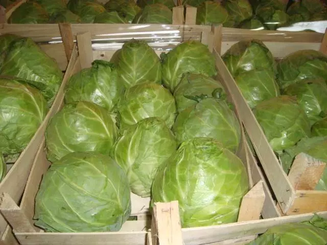 Uzgojiprodajapovrća,Vodnjan6