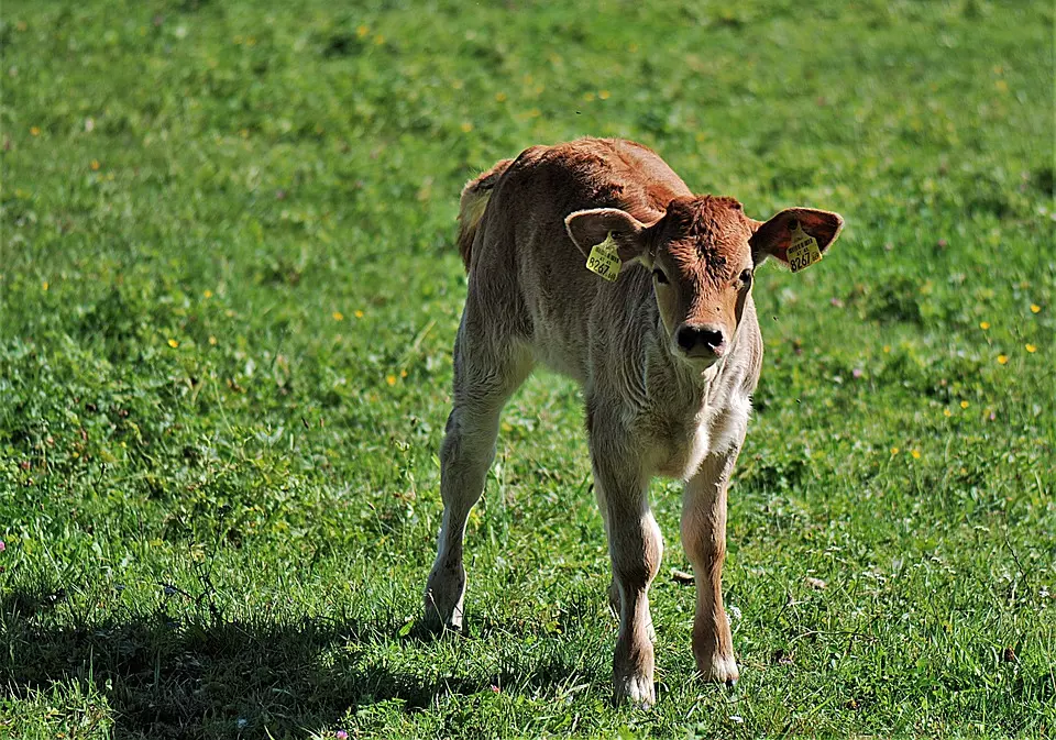 UzgojiprodajateladiGundinci3