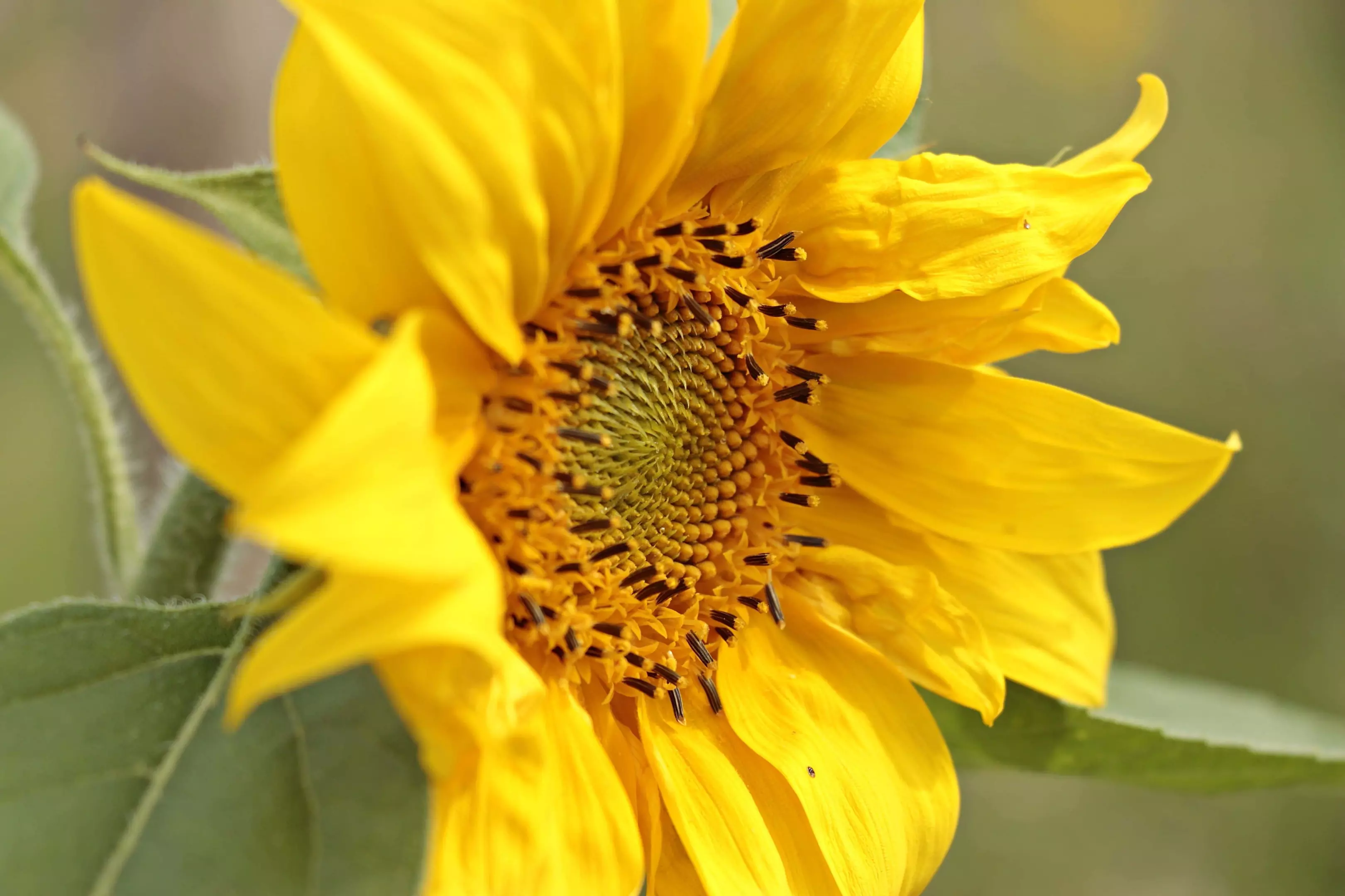 UzgojiprodajauljanogsjemenaSlatina4