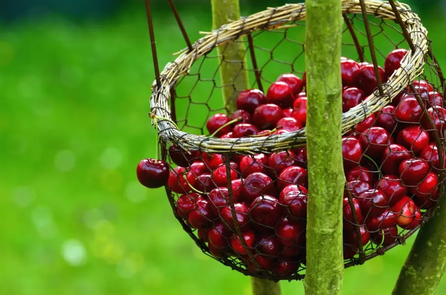 Uzgojiprodajavišanja,Hrvatska6