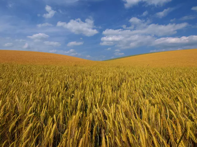 Uzgojiproizvodnjašečernerepeisoje,Vukovar3