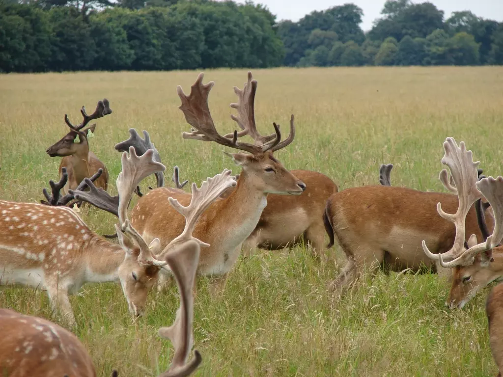 UzgojjelenalopataraPozega5 UzgojjelenalopataraPozega5