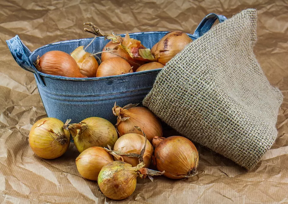 Uzgojpovrća,dinja,lubenica,gomoljastogpovrćaPula2 Uzgojpovrća,dinja,lubenica,gomoljastogpovrćaPula2