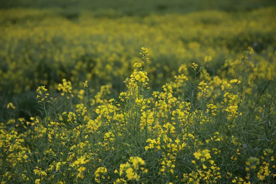 UzgojžitaricaiuljaricaDrenovci5 UzgojžitaricaiuljaricaDrenovci5
