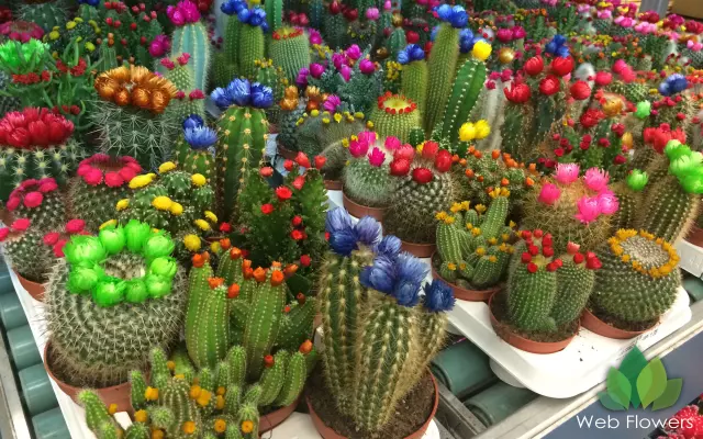 Veleprodajacvijeća,rezanogcvijeća,lončanica,vazaZagreb,Hrvatska3