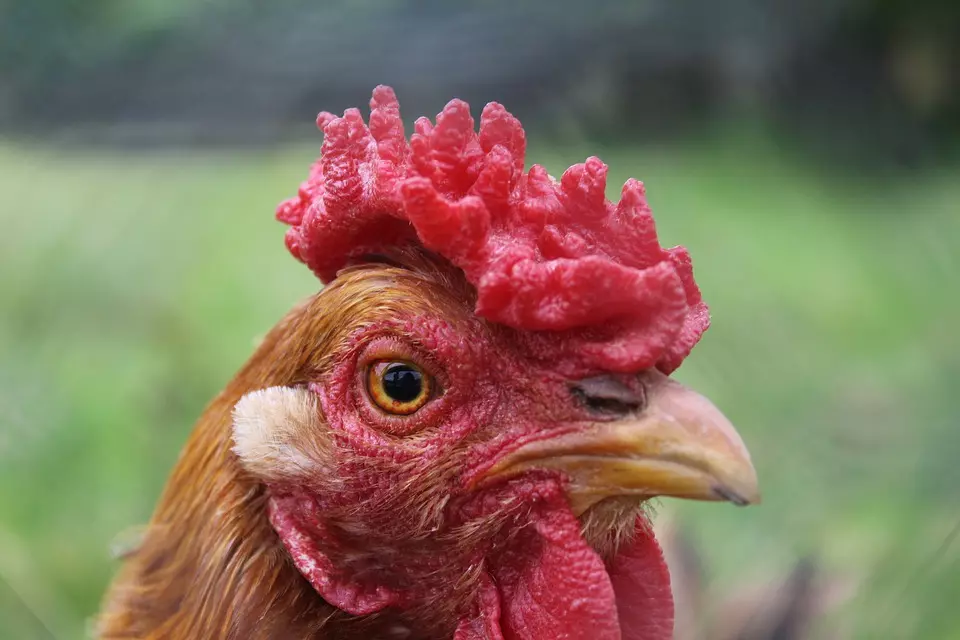 VeleprodajaidostavastočnehraneDonjiKraljevecHrvatska VeleprodajaidostavastočnehraneDonjiKraljevecHrvatska