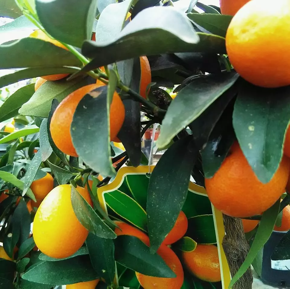 Veleprodajaimaloprodajavoćaipovrćatedostavanakućnuadresu,Splitiokolica