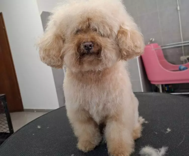 Pranje pasa Pranje i šišanje pasa Osijek, Hrvatska