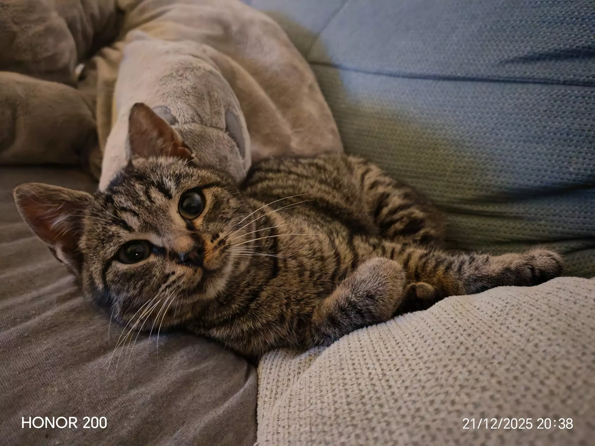 Veterinar u Bjelovaru