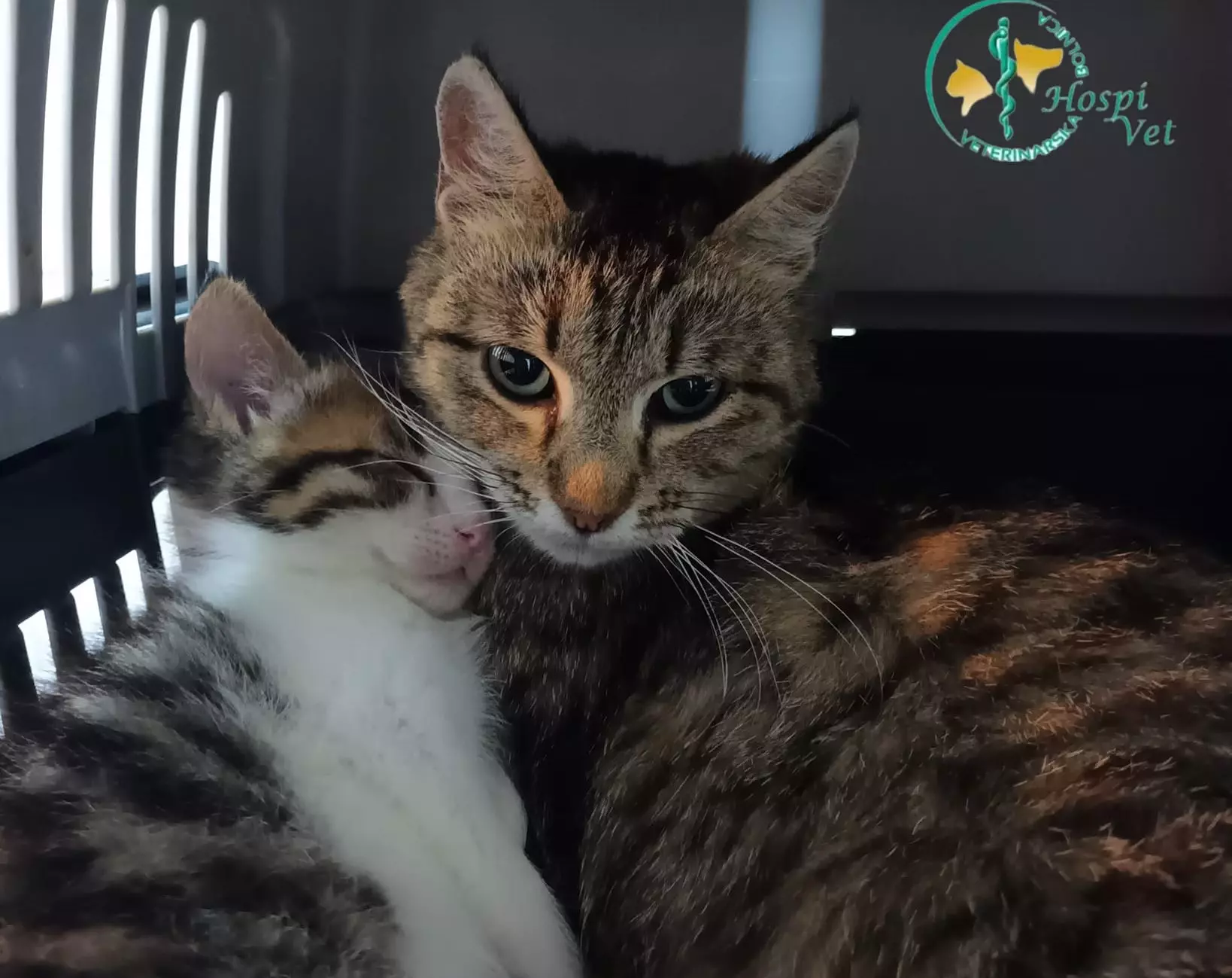 Veterinarska ambulanta u Zagrebu u Hrvatskoj