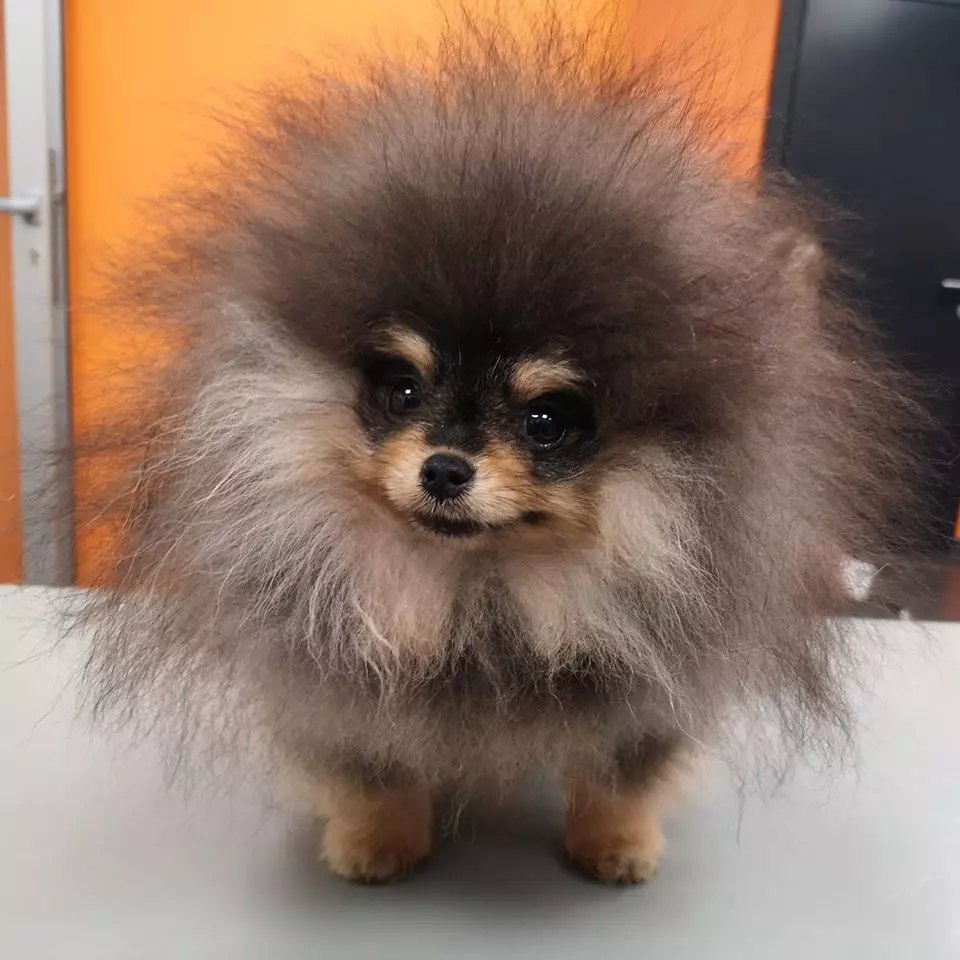 papiga Veterinarska ambulanta za kućne ljubimce Trsat