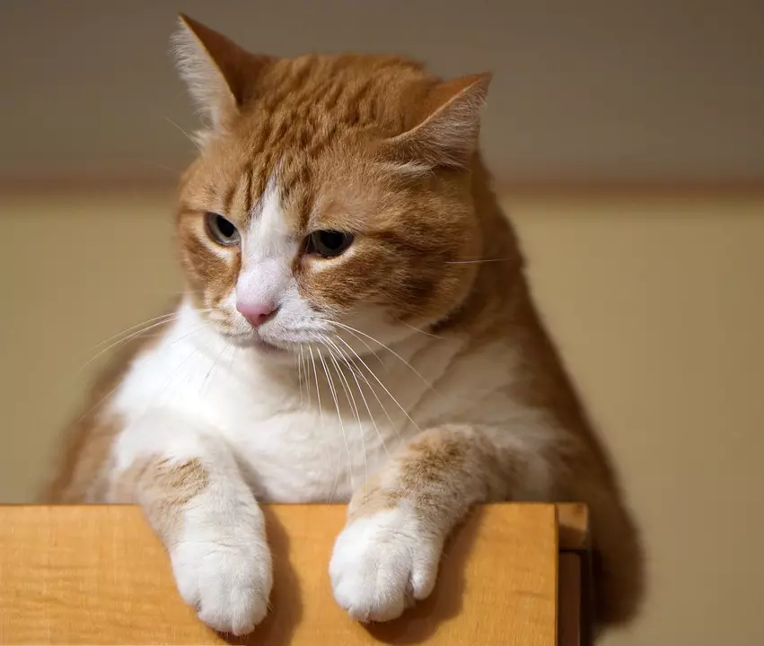 VeterinarskaambulantazamaleživotinjeZlatar4