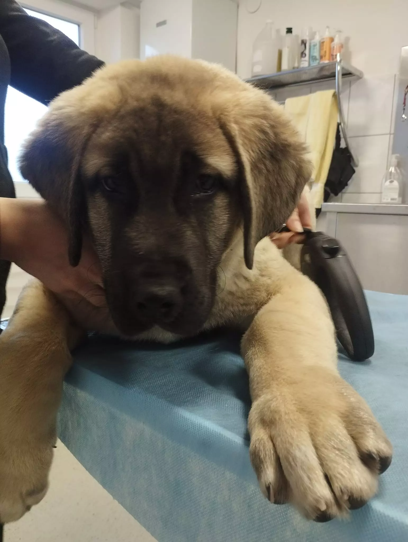 Veterinarske usluge, ljubimci Kompletne veterinarske usluge Desinić, grad Pregrada