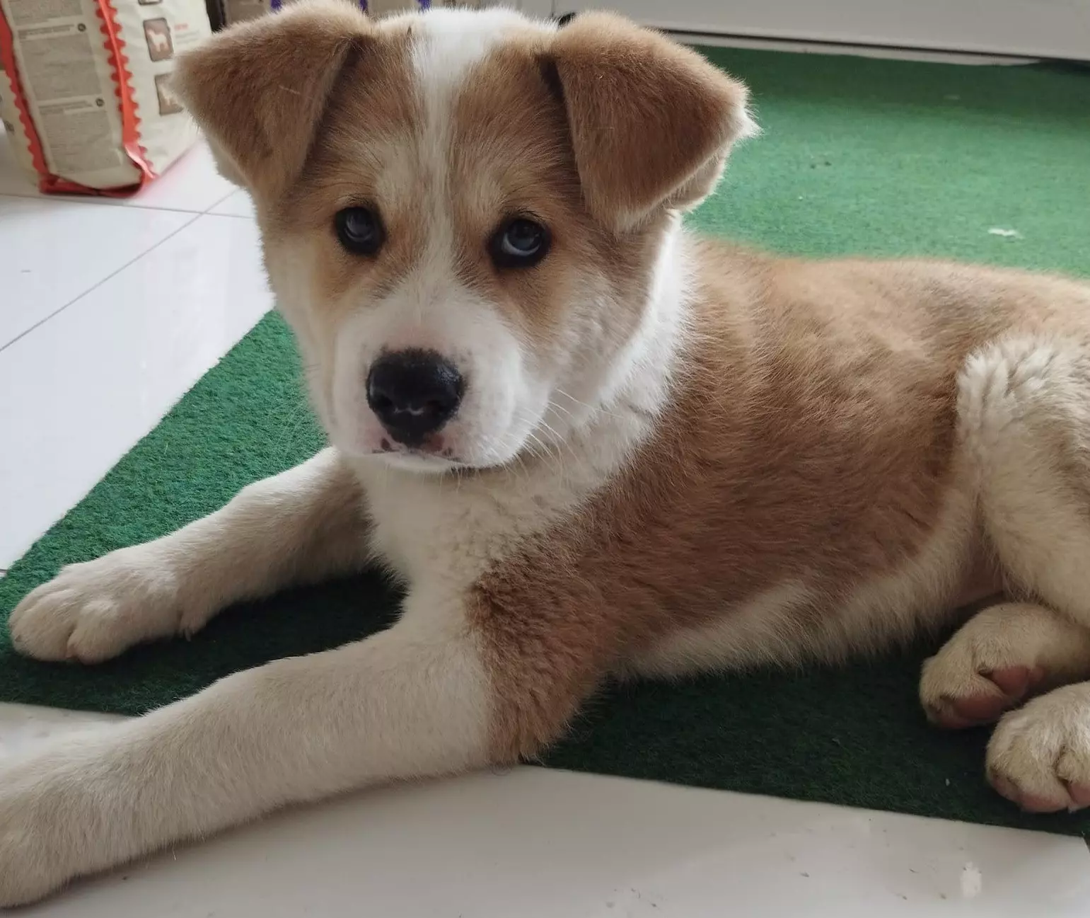 Veterinarske hitne intervencije Pregrada, Hrvatska