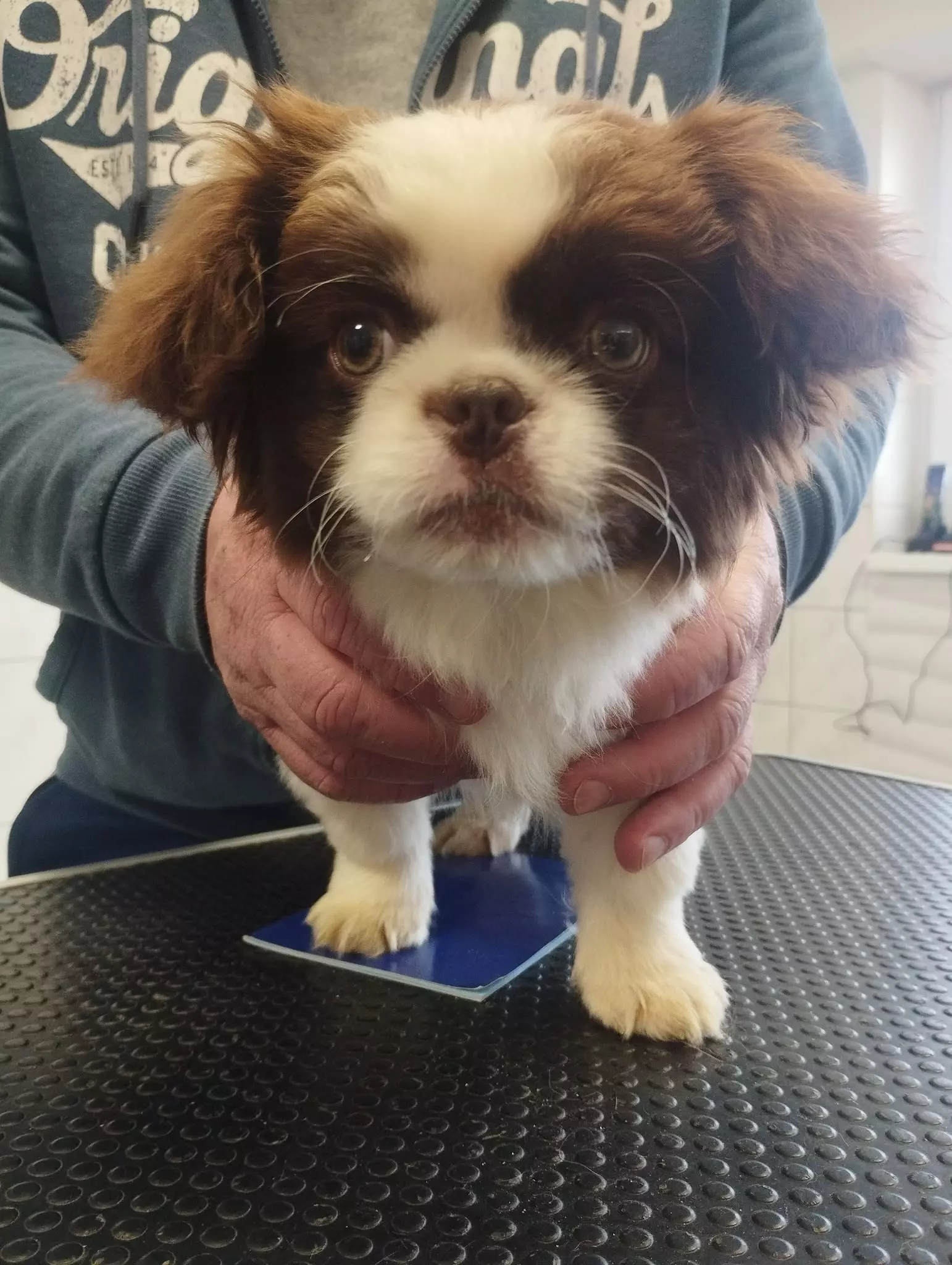 VeterinarskastanicaDesinić3 VeterinarskastanicaDesinić3