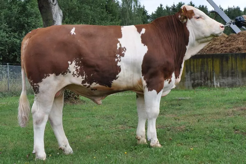 Distribucija sjemena nerastova i bikova Križevci RH