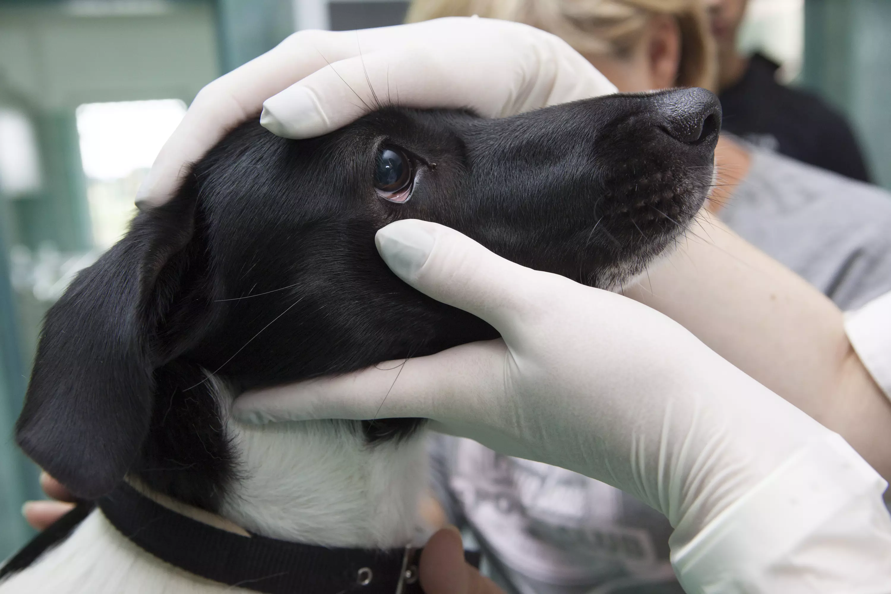 VeterinarskastanicaVrbovec5