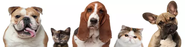 Veterinarske usluge i pregled životinja