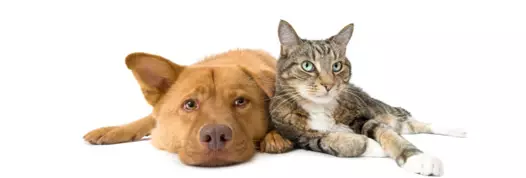 Veterinarzamaleživotinje Veterinarzamaleživotinje