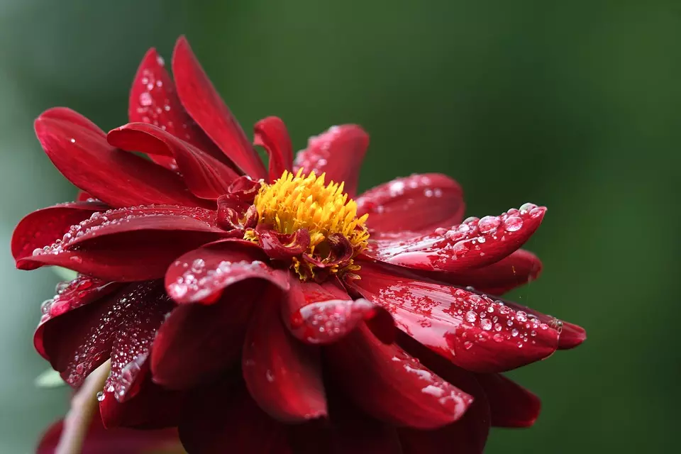 VijencipoželjiDubravica4