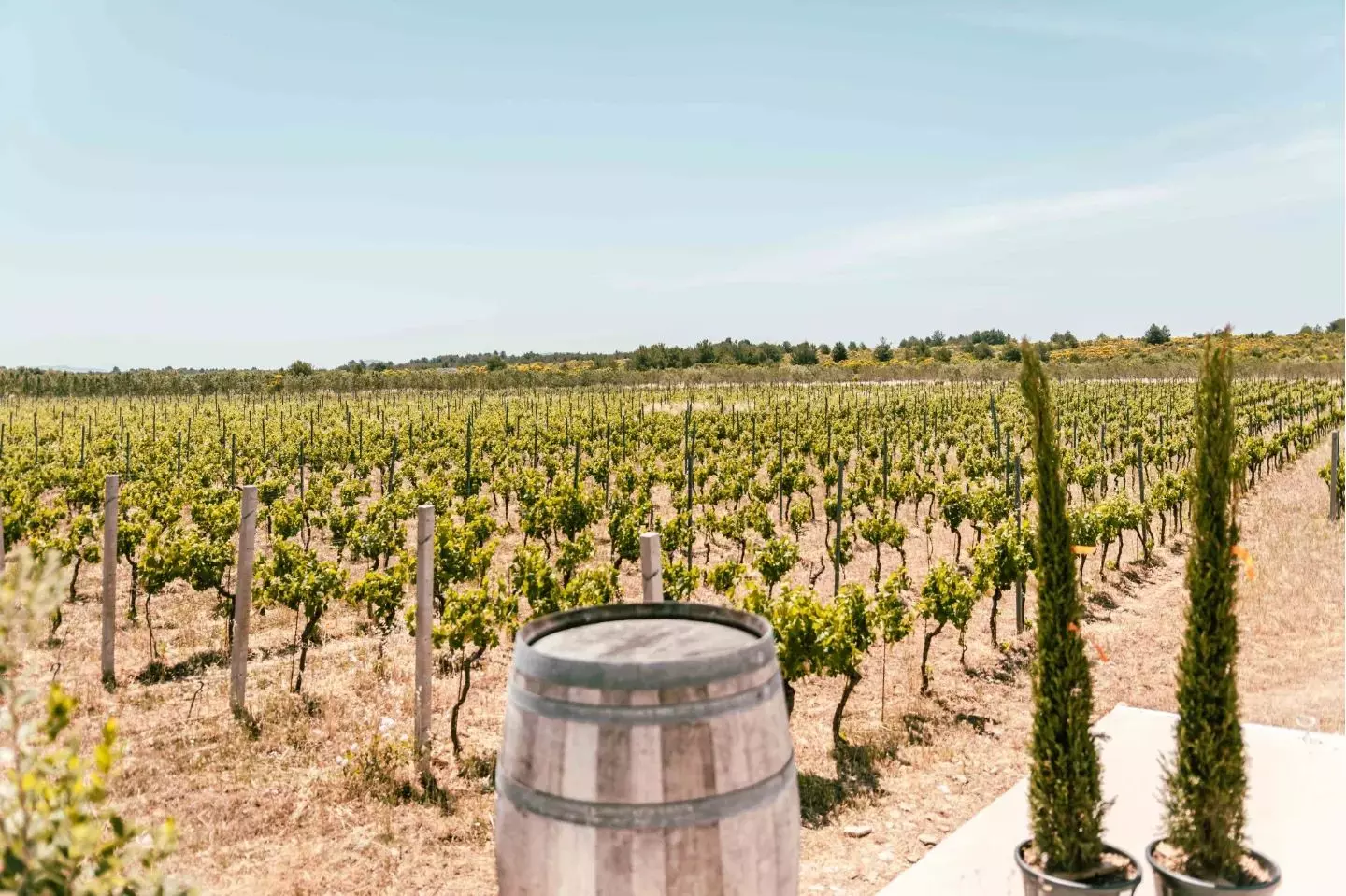 Proizvodnja vina Prodaja vina Primošten, RH