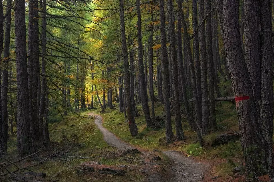 Vještačenjeušumarstvu,Hrvatska1 Vještačenjeušumarstvu,Hrvatska1