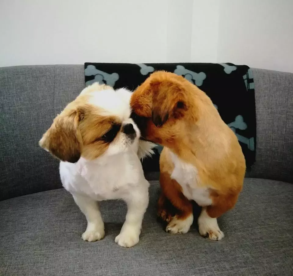 Zadovoljan_pas_i_njegov_vlasnik,primarni_je_cilj Zadovoljan_pas_i_njegov_vlasnik,primarni_je_cilj