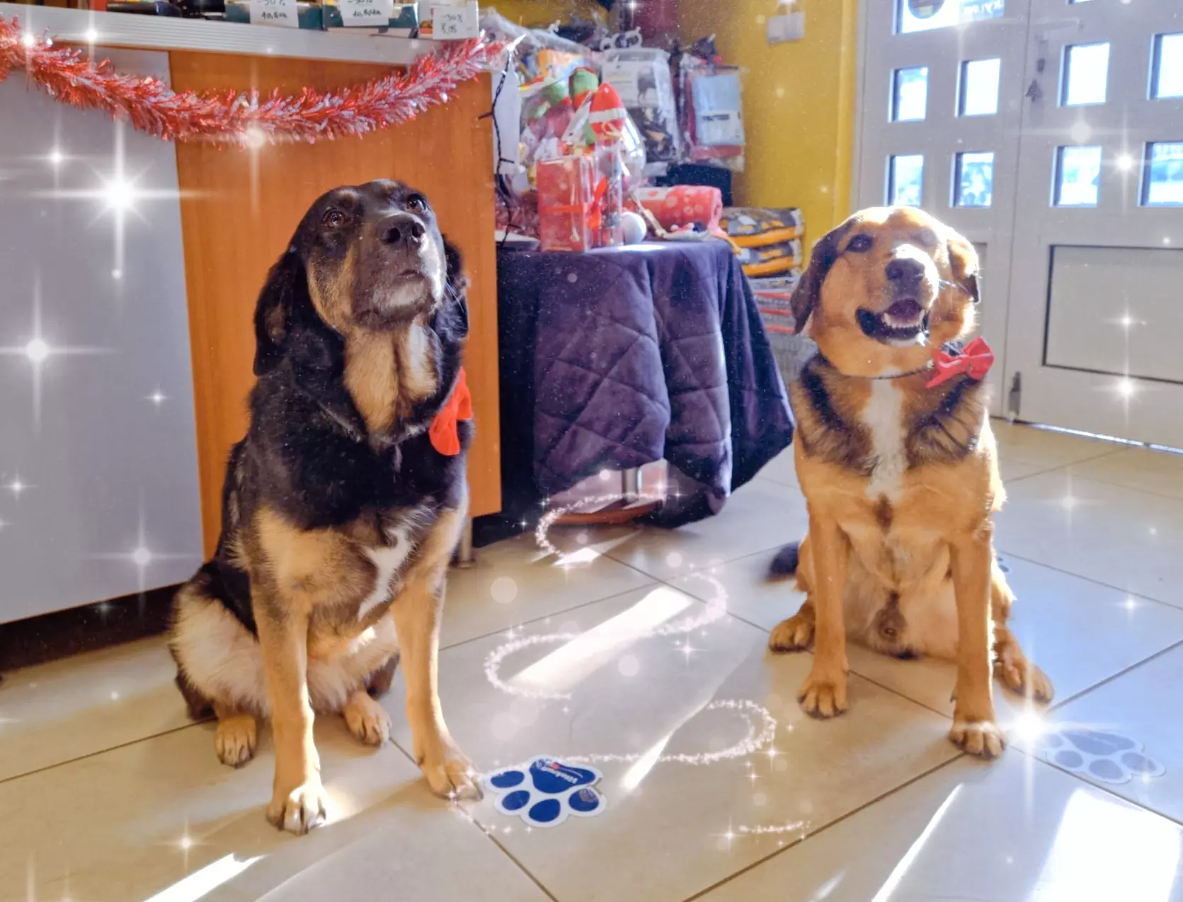 Salon za uređivanje psa Zaprešić, RH