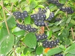 aronia11 aronia11