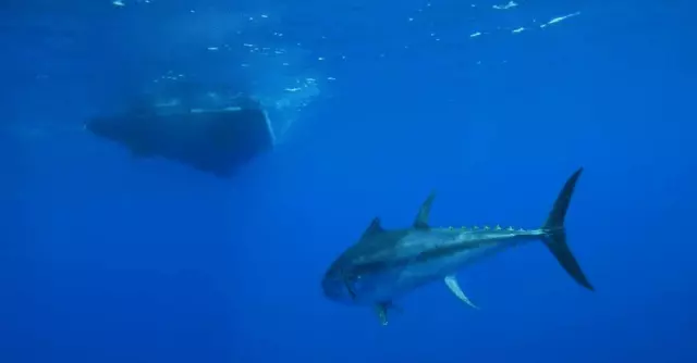 biggamefishingdalmacija2 biggamefishingdalmacija2