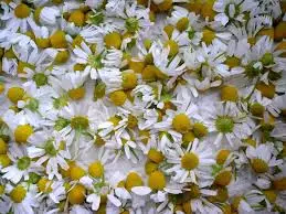 borosa1111 borosa1111