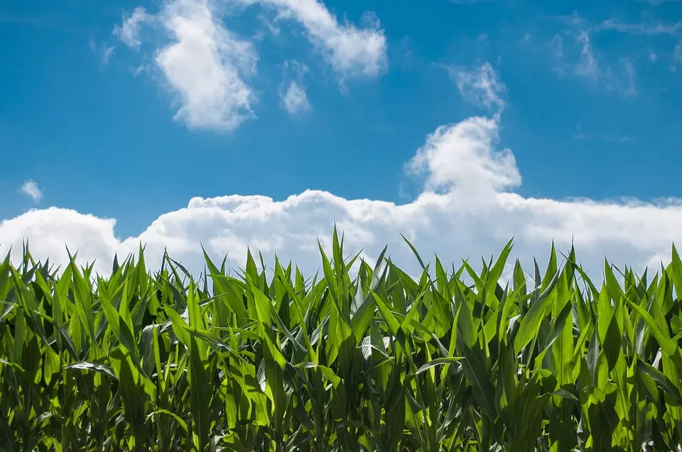 corn-field-440338_96fdfdf0_720