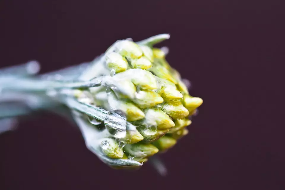 curried-cabbage-1422176_960_720