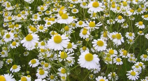 europlantaze_111 europlantaze_111