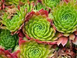 fiorella_111 fiorella_111