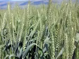 gaborovic_1 gaborovic_1