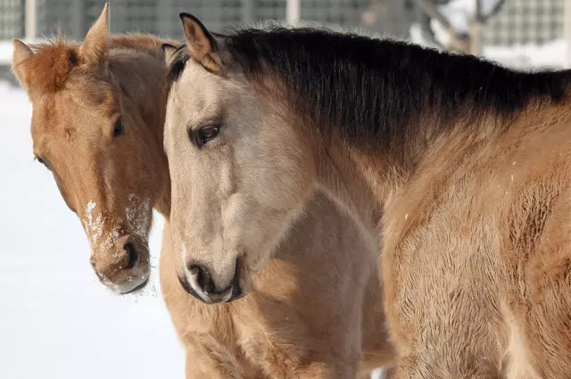 super rekreativno jahanje Čuvanje konja, rekreativno jahanje, Dugo Selo