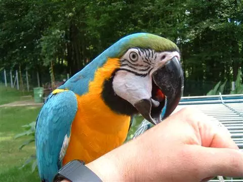 kokolo-doo-K5 kokolo-doo-K5