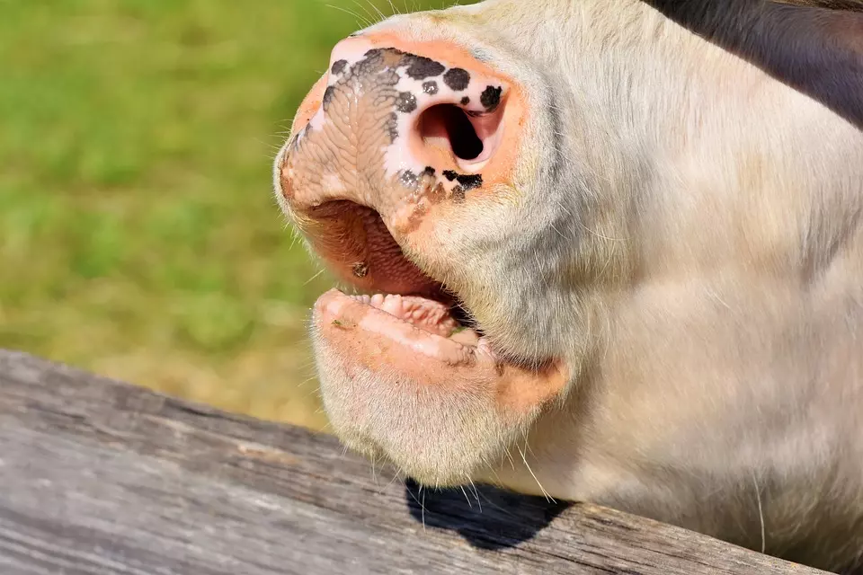 Domaće svinje Prodaja domaćih svinja u Negoslavcima