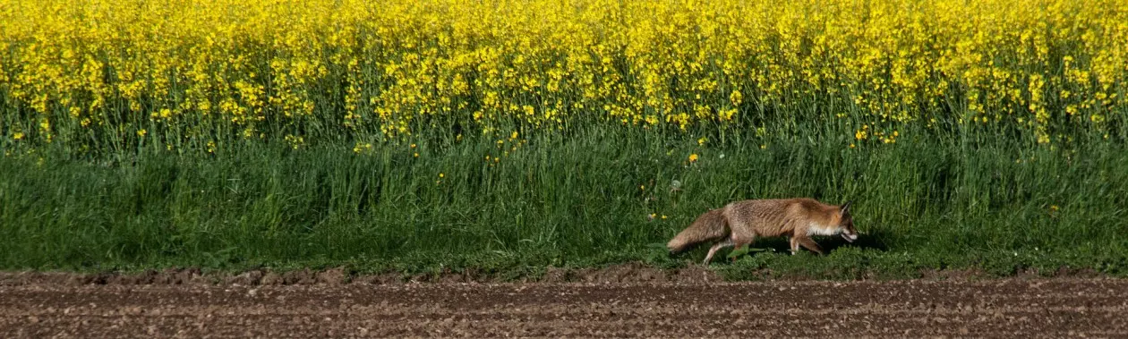 Lovačko društvo, uzgoj, zaštita, lov divljači Kobac u Ražancu