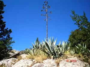 Prirodna flora i fauna Split