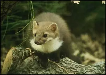 Prirodna flora i fauna u Splitu