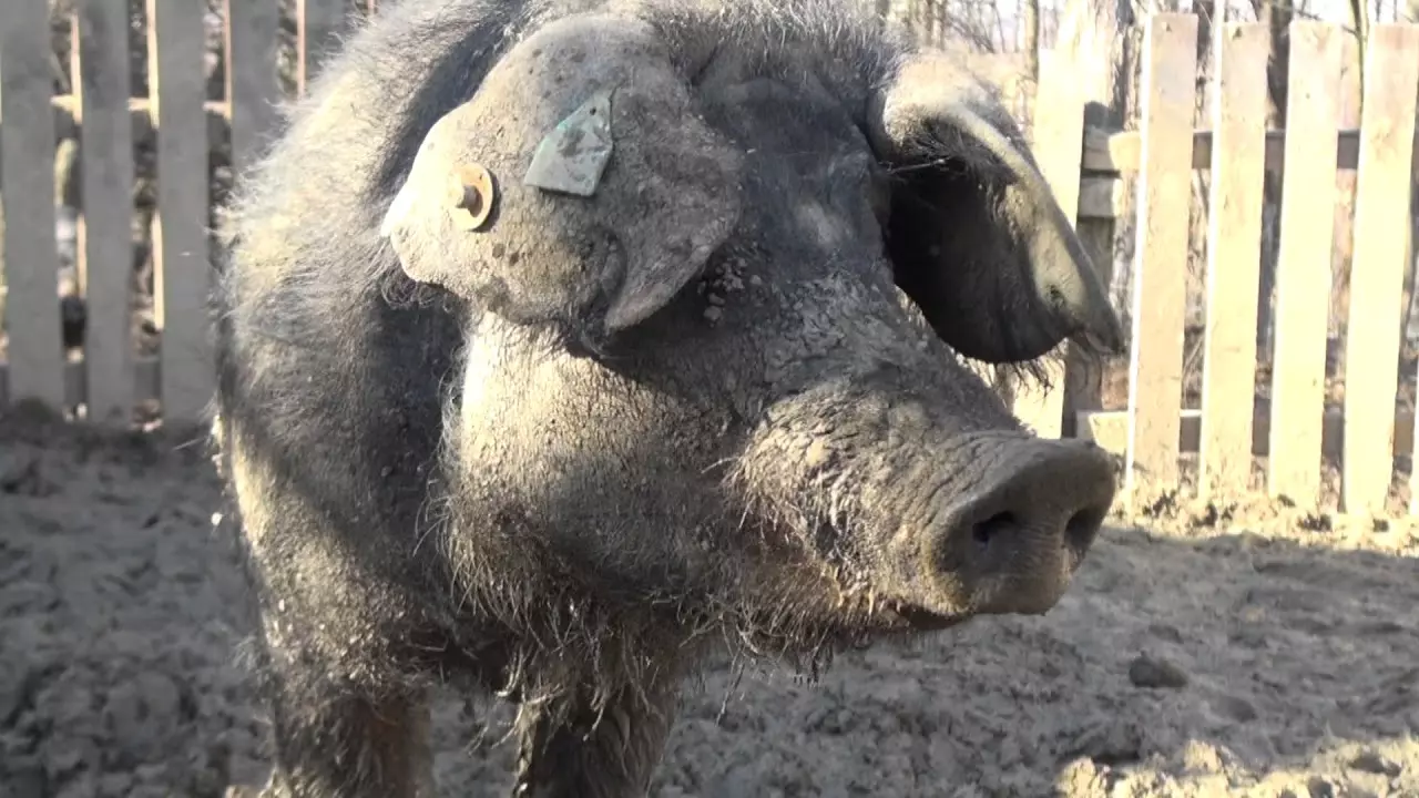 maxresdefaultcccccc maxresdefaultcccccc