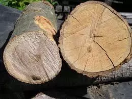 mtm_marjanovic1 mtm_marjanovic1