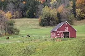 musulin_11 musulin_11