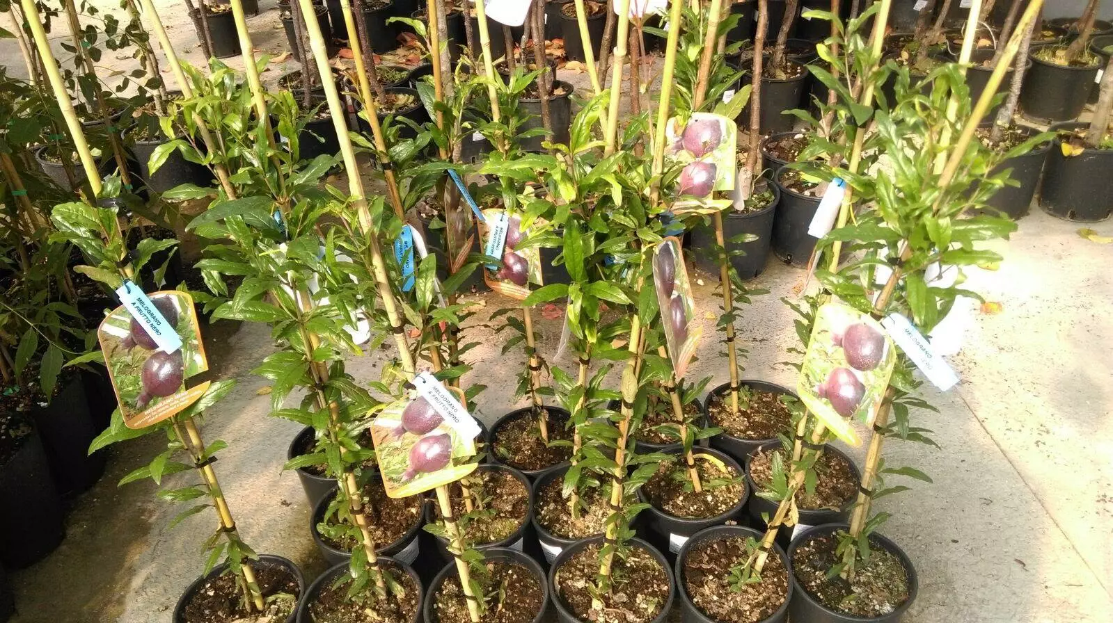 odlične_sadnice_stručni_savjeti_sadnju